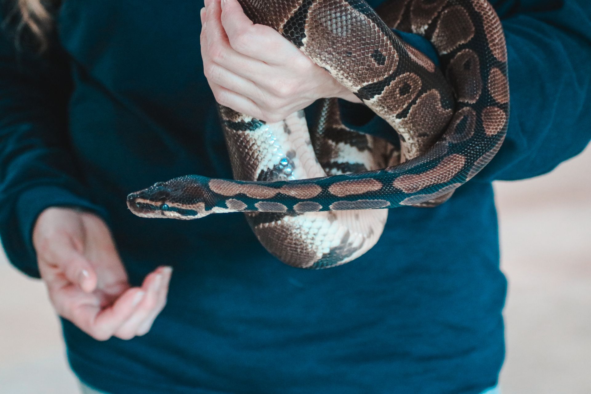Person gently holding a ball python