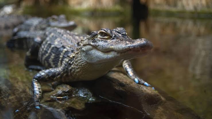 An American alligator being handled during care