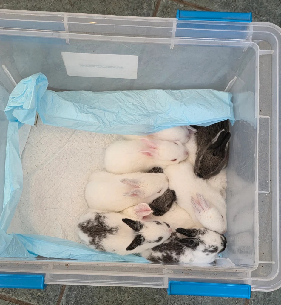 A litter of baby rabbits