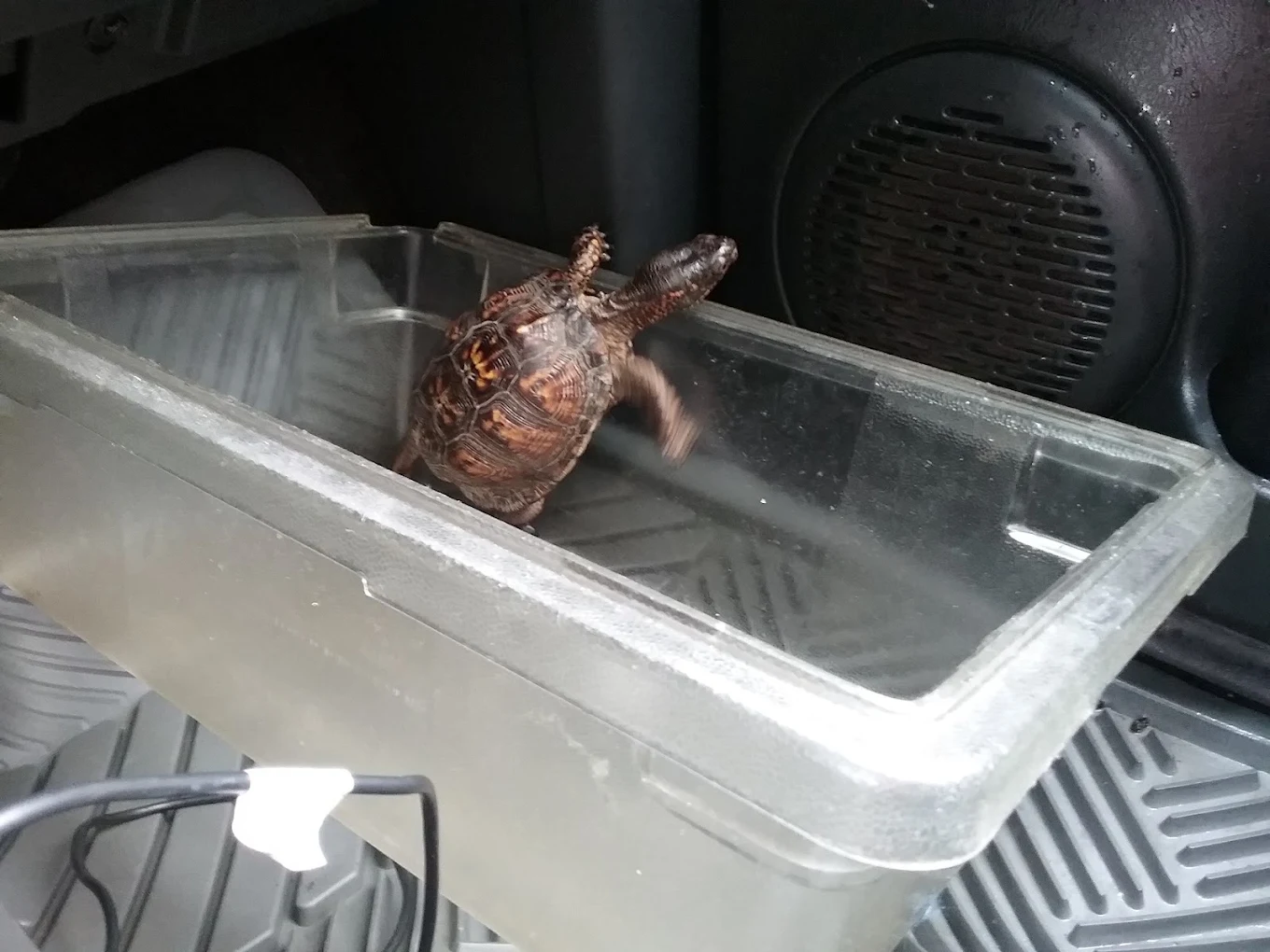 A box turtle in a transport container