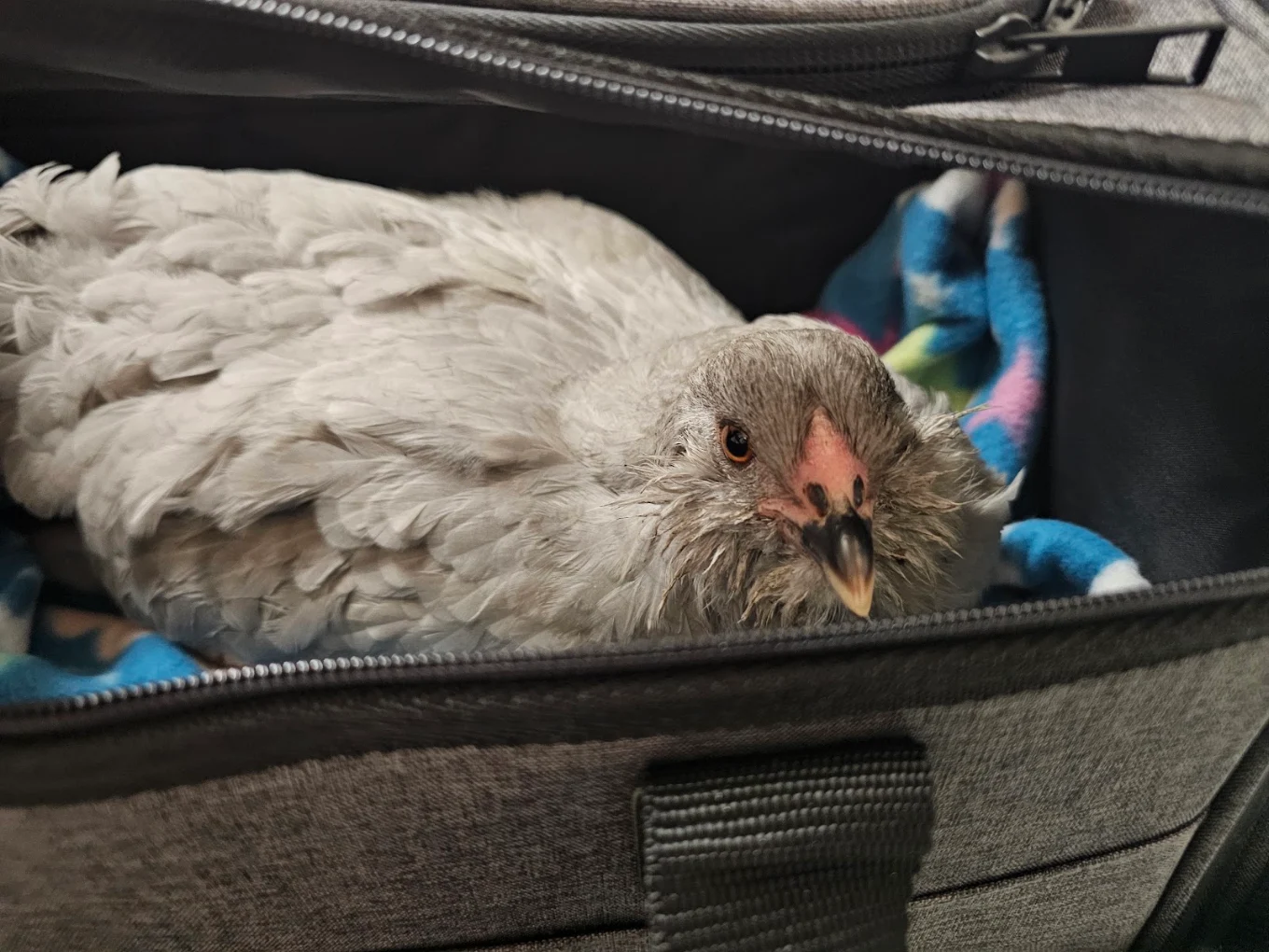 A chicken riding in a pet carrier