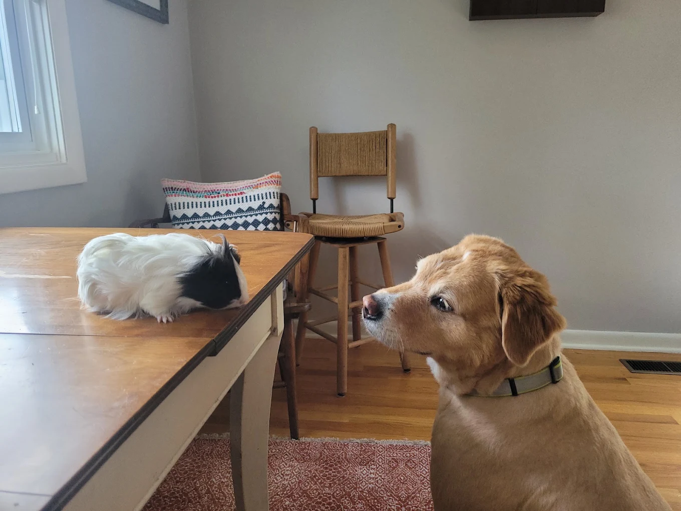 A golden retriever calmly watching a guinea pig sitting on a table