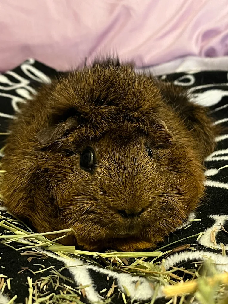 A long-haired guinea pig during an exotic exam