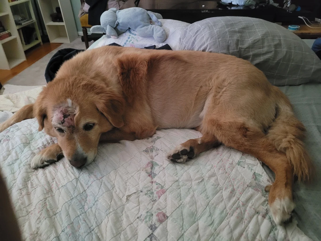 A golden retriever recovering from a head wound