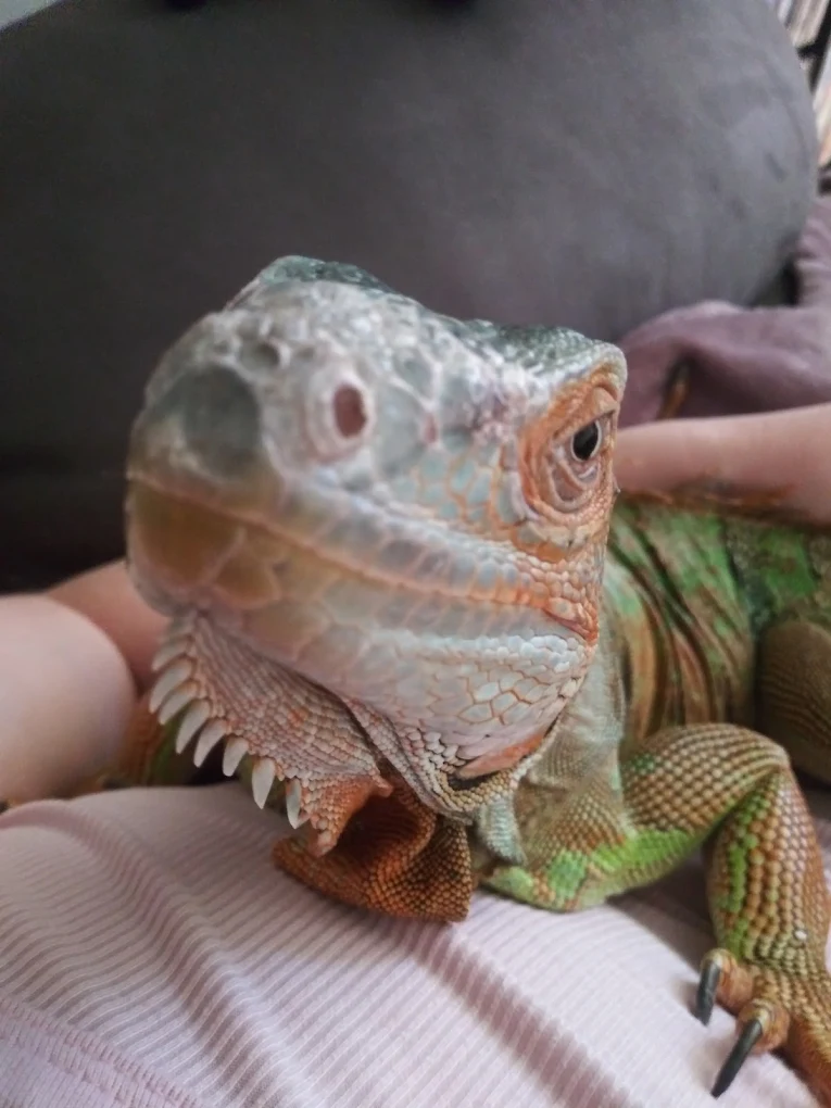 Close-up of a green iguana