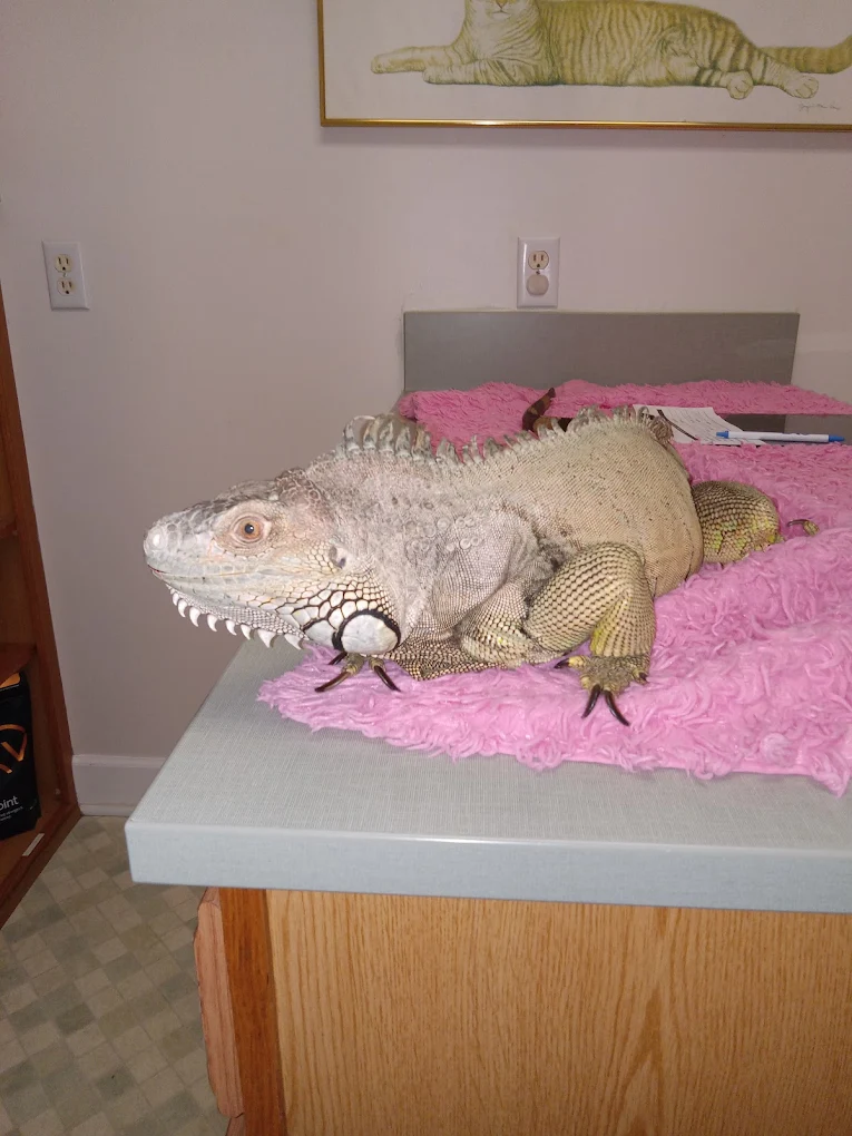 A green iguana on the exam table at Mountain Hospital for Animals
