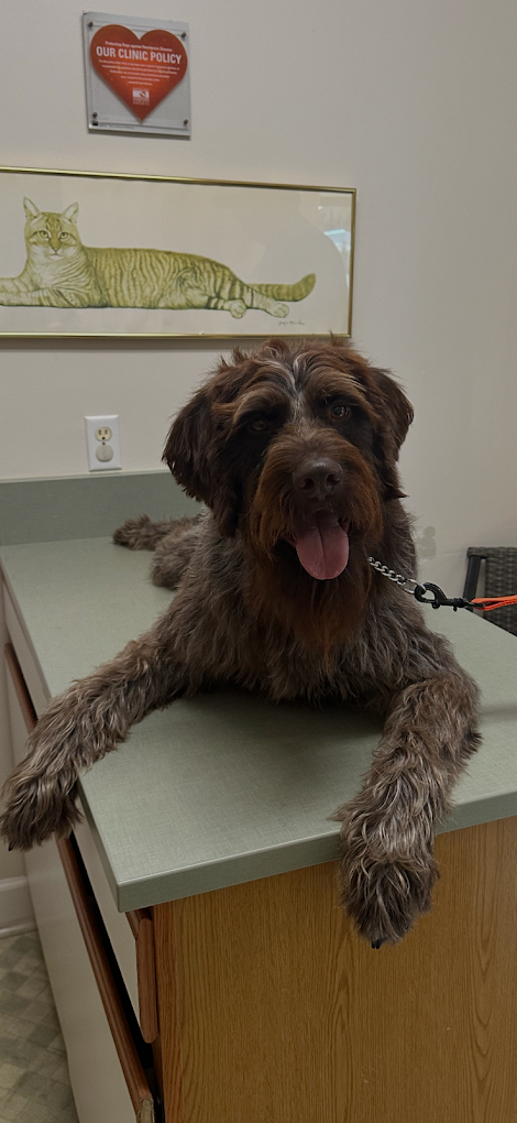 A wirehaired pointing griffon resting on the exam table at the clinic