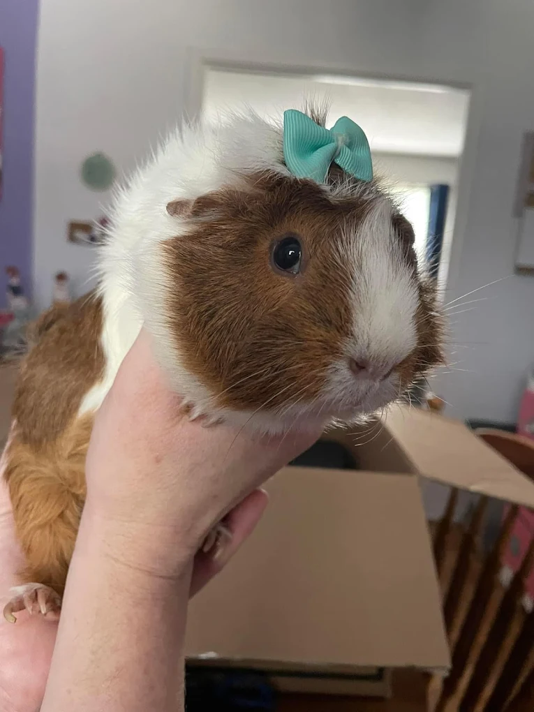 A guinea pig wearing a bow