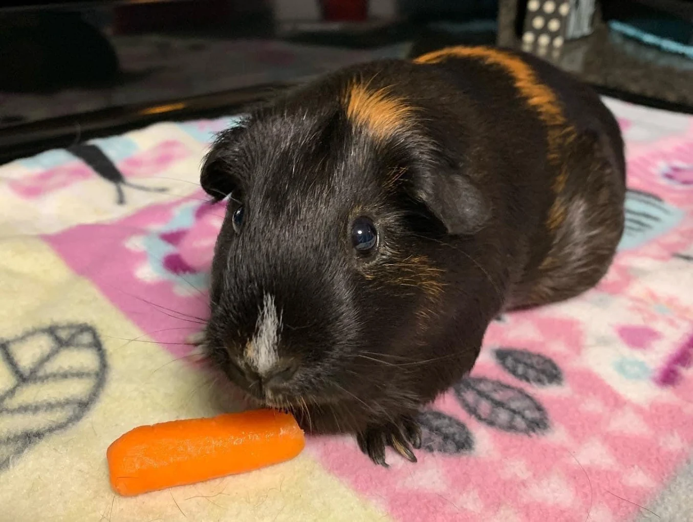 A guinea pig being treated with a carrot