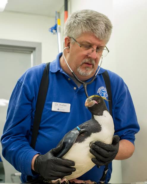 Dr. Christian Keller listening to a macaroni penguin's heart with a stethoscope
