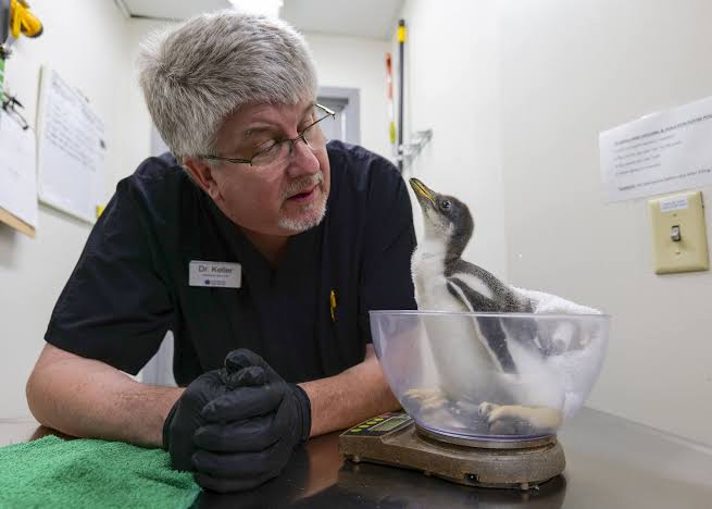 Dr. Christian Keller weighing a penguin chick during a routine checkup