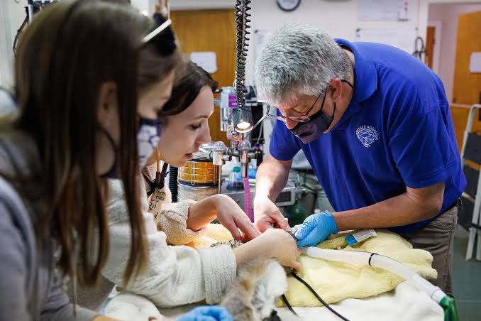 Dr. Keller performing a medical procedure on a ring-tailed lemur