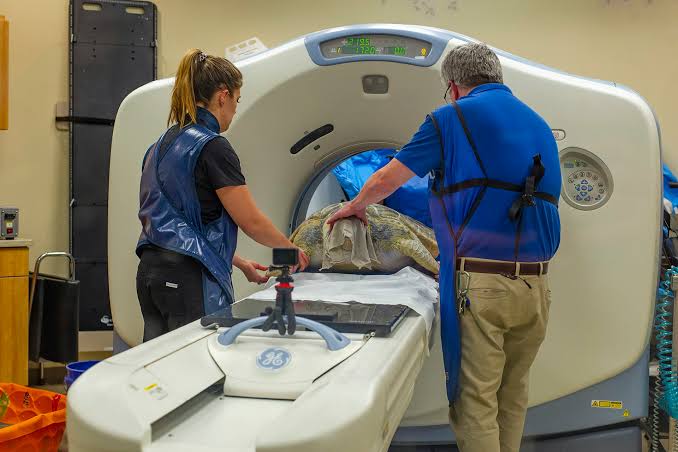 Dr. Keller preparing a sea turtle for a CT scan