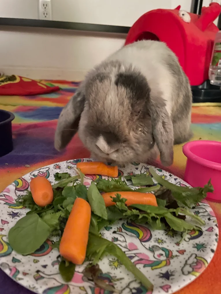 A lop-eared rabbit eating fresh greens