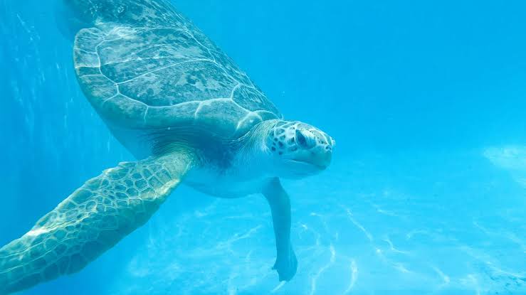 Oscar, a green sea turtle, swimming