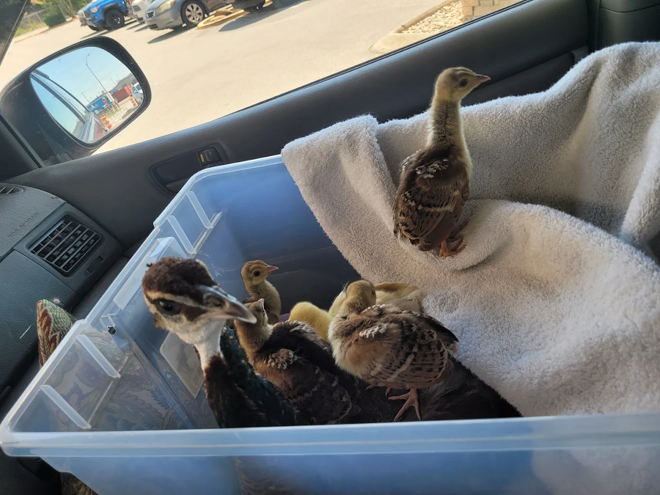 A peahen and her chicks in a transport box