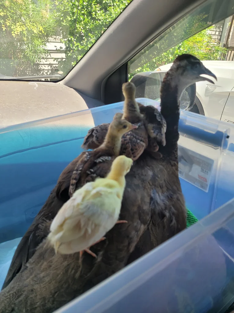 A peahen and her chicks riding in a client's car on the way to the clinic