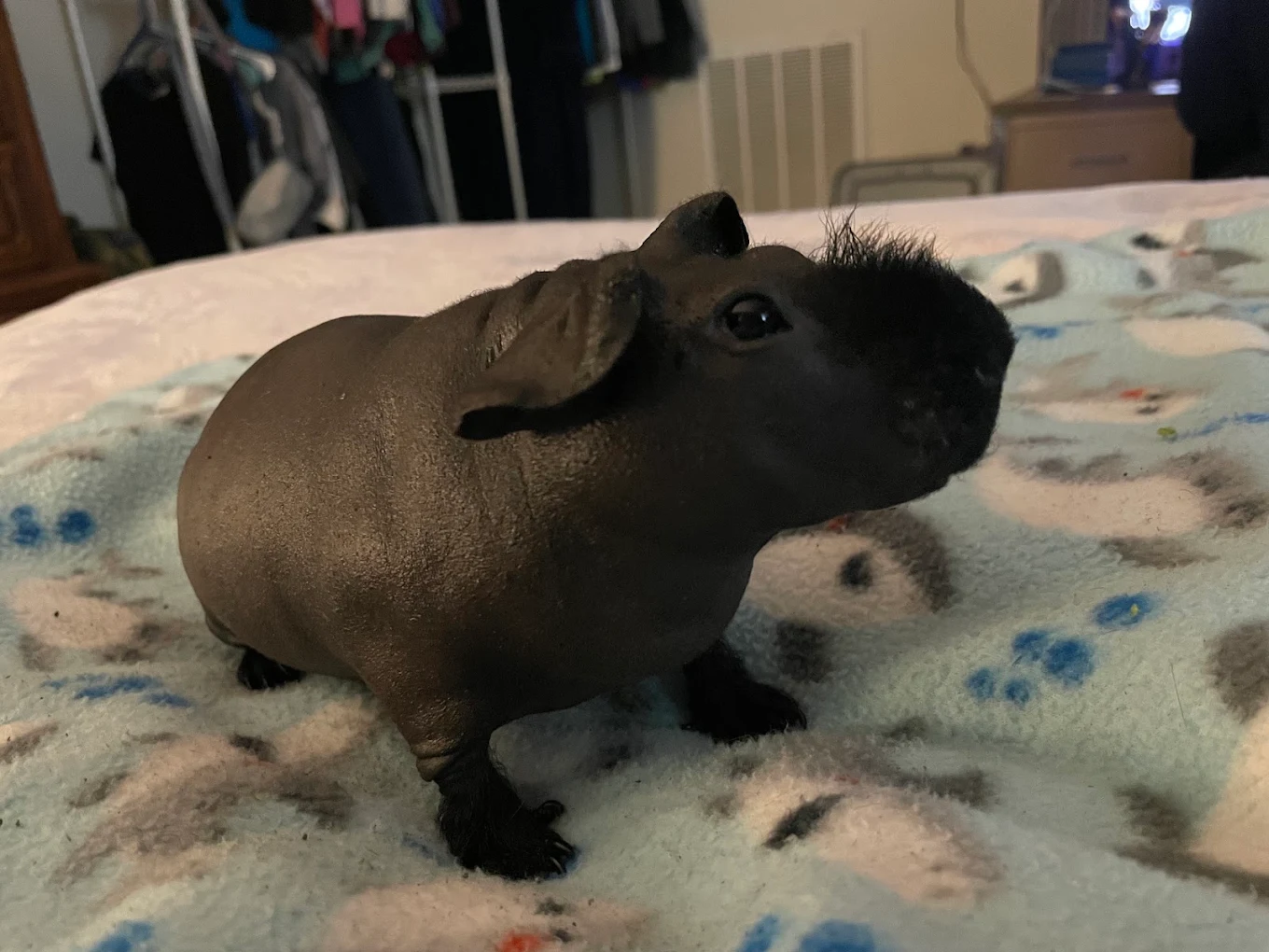 A hairless skinny pig guinea pig