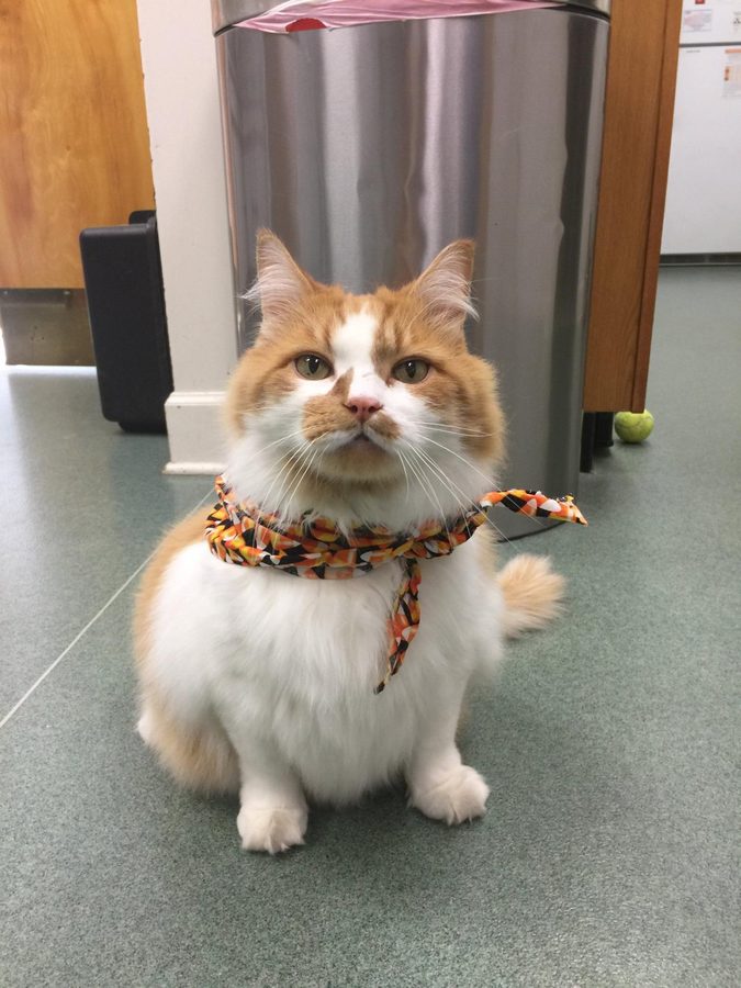 Legolas, an orange and white long-haired clinic cat wearing a candy-corn bandana