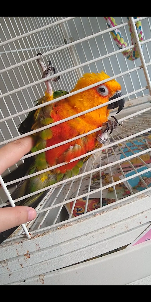 A sun conure parrot