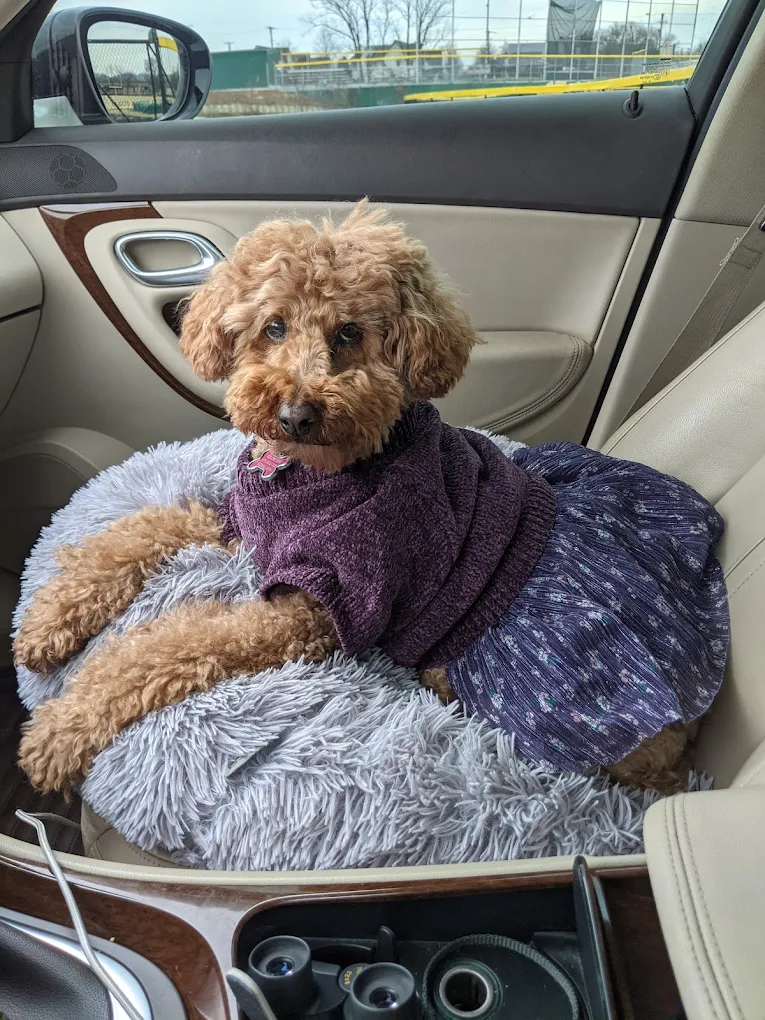 A toy poodle wearing a dress